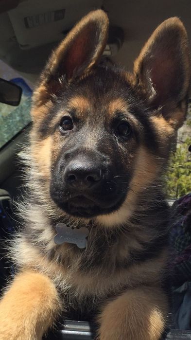 Щенки немецкой овчарки