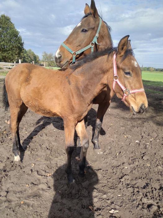 Klacz omega 6 miesięcy