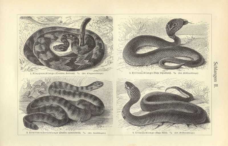Węże  oryginalne XIX w. grafiki