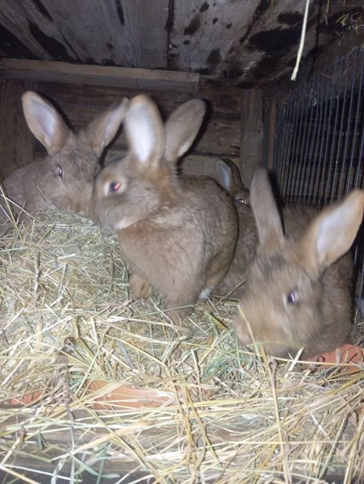 Sprzedam króliki  własna hodowla cena  do negocjacji  ładne króliki