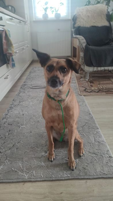 Oddam Pinczera w dobre ręce