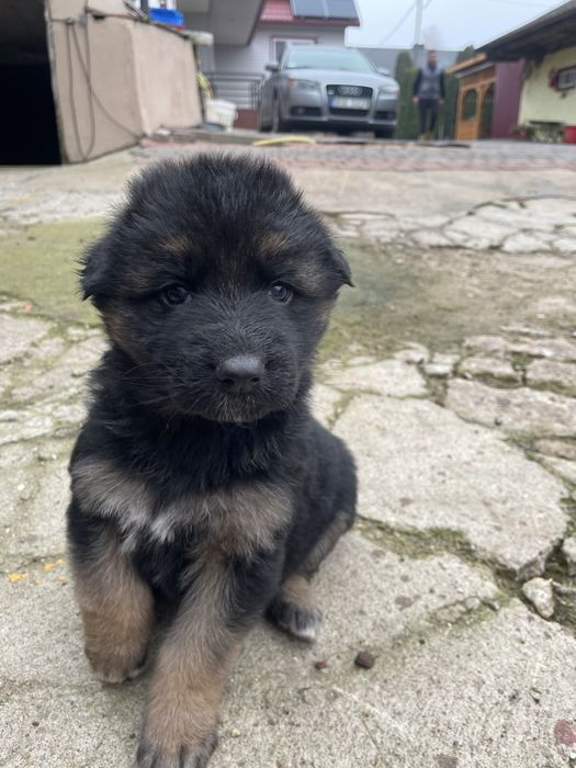 Oddam szczenie w dobre rece