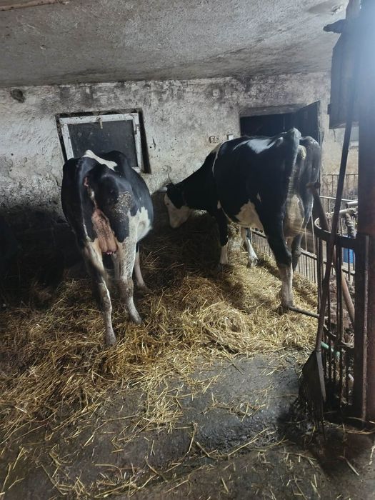 Krowy 2 młode HF wysokomleczne!!!