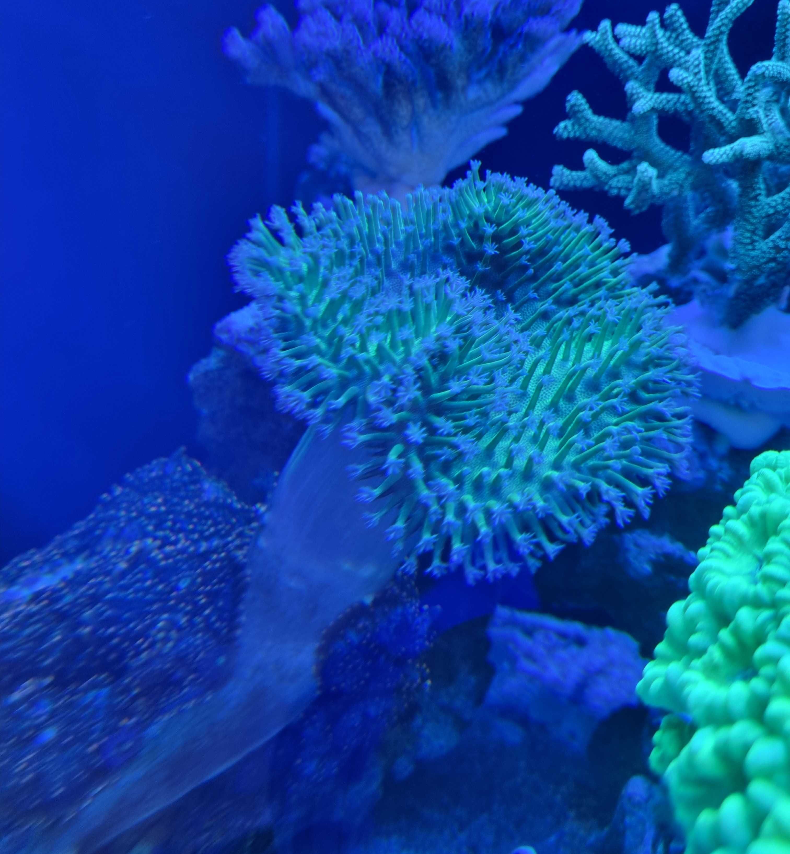 Akwarium morskie koralowiec Sarcophyton