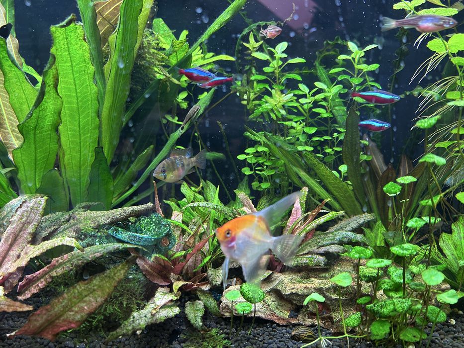 Akwarium 112l 80cm kompletny zestaw oswietlenie Chichiros wyposazenie