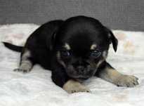Suczka mini chihuahua