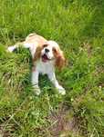 Cavalier King Charles spaniel