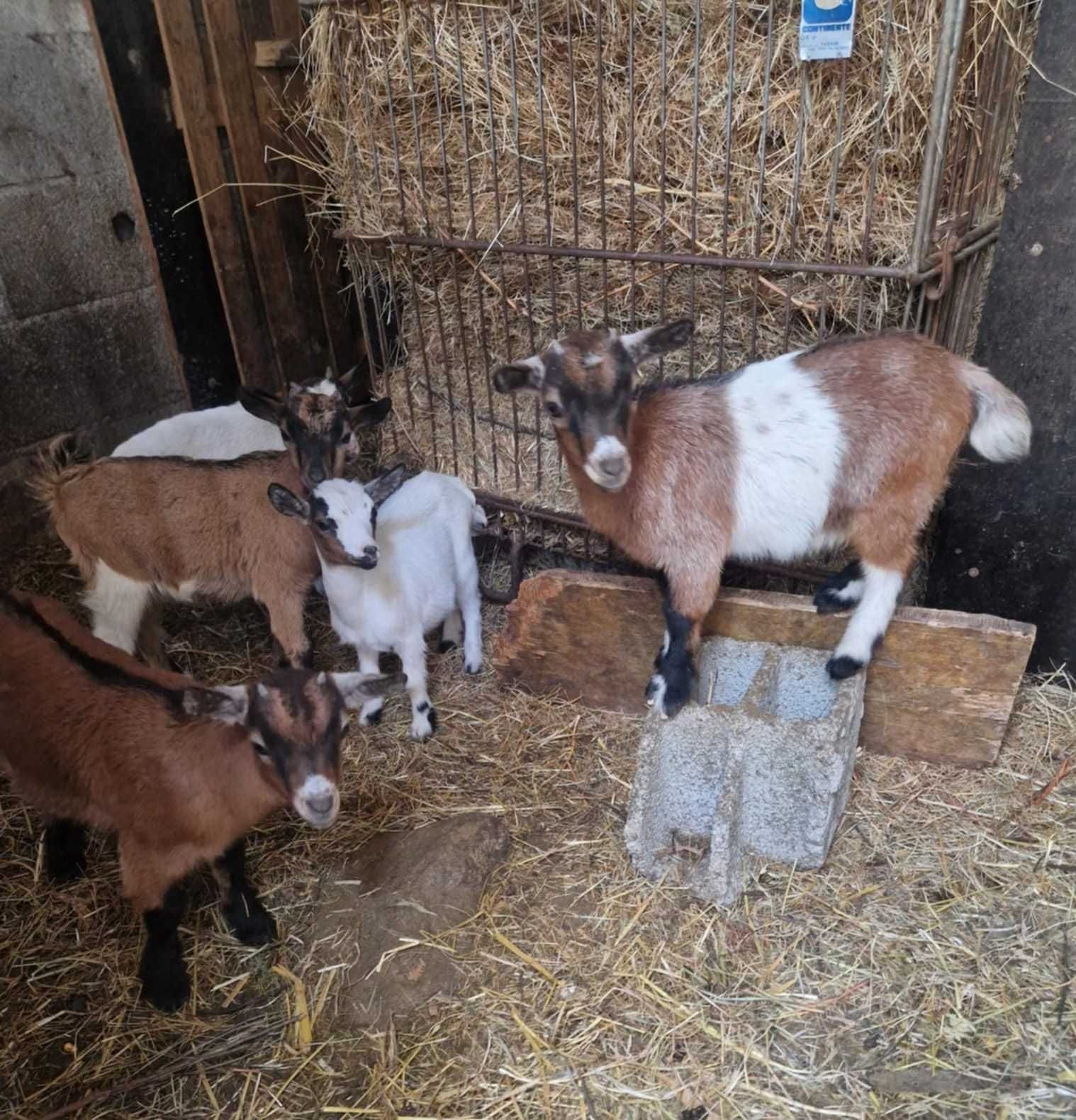Vendo cabras e cabritos de raça anã