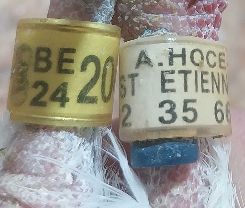 Gołębie pocztowe- Śliczna samica FABRY BE 2024 adresówka! czip