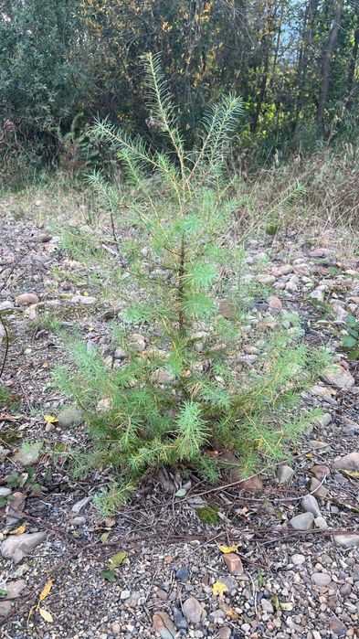 Саджанці ялини, сосни, модрини, ялиці, смереки