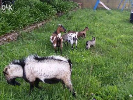 Cabras e cabritos anãs