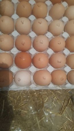 Яйце інкубаційне Домінант Чехія