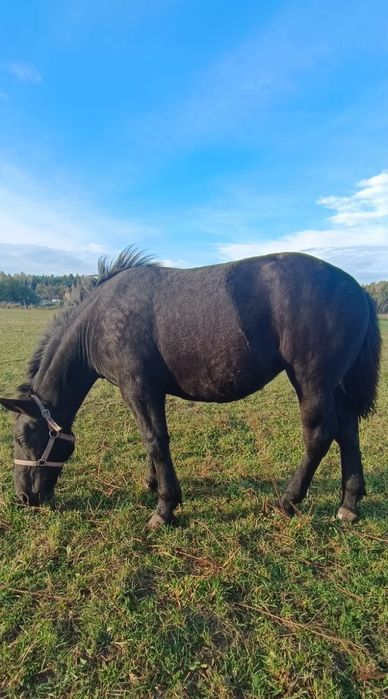 Klacz źrebica Iskra polski koń zimnokrwisty