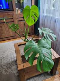 Monstera dziurawa