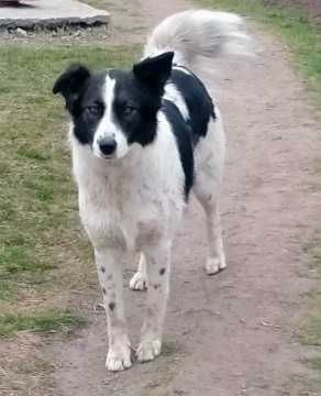 Тіна в добрі руки