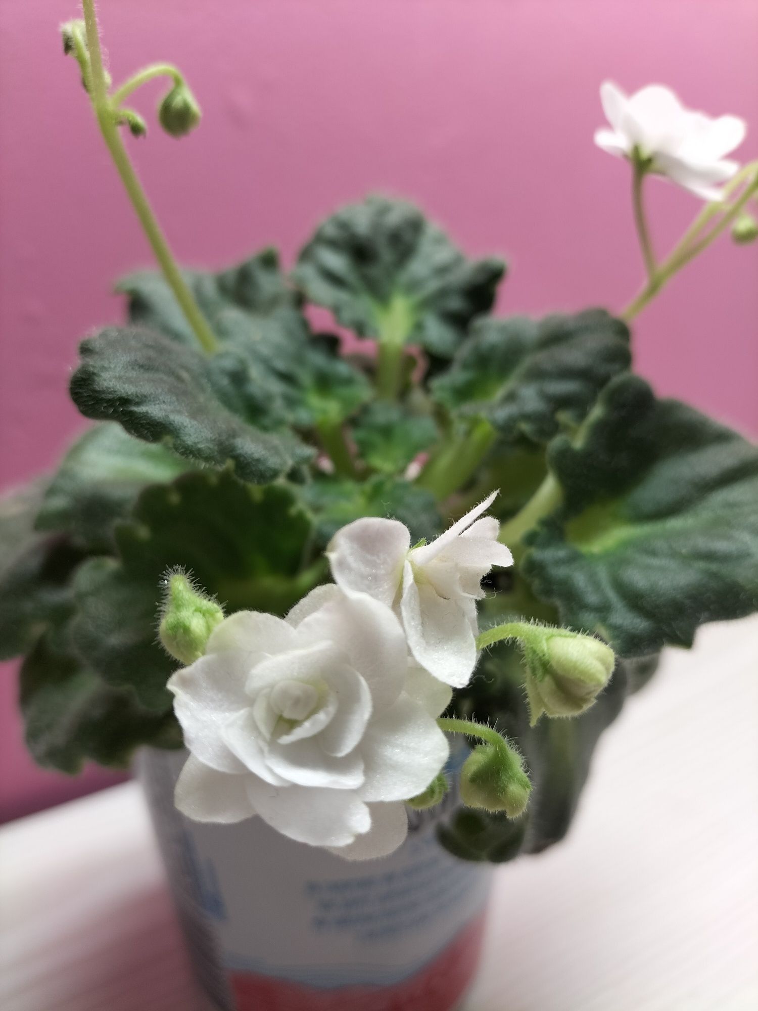 Фіалка ,білий цвіт