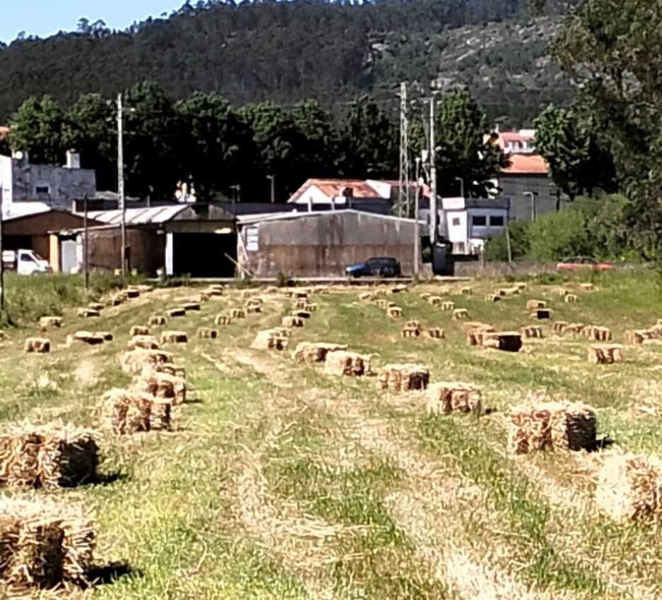 Fardos de feno com sementes