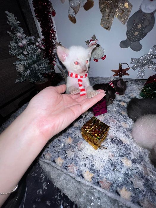 Продам котиків орієнталів