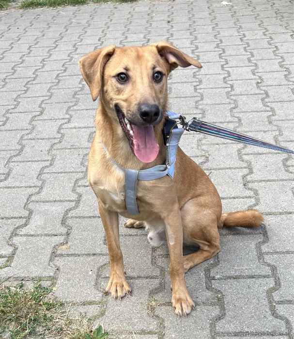 Cudowny piesek Skubi szuka domku