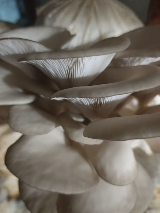 Продам грибные блоки вешенки