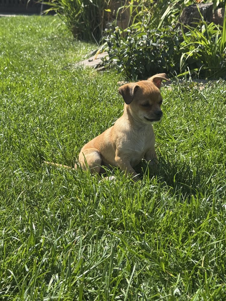 Piesek chihuahua