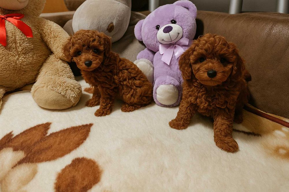 Щенки той пудель окрас  редбраун ,  два мальчика и две девочки.