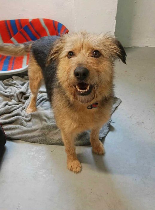 Śliczna, przekochana,grzeczna,tulaśna,młoda, bezdomna sunia szuka domu