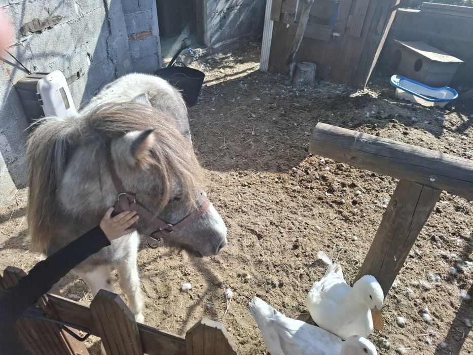 Vendo poney shetland