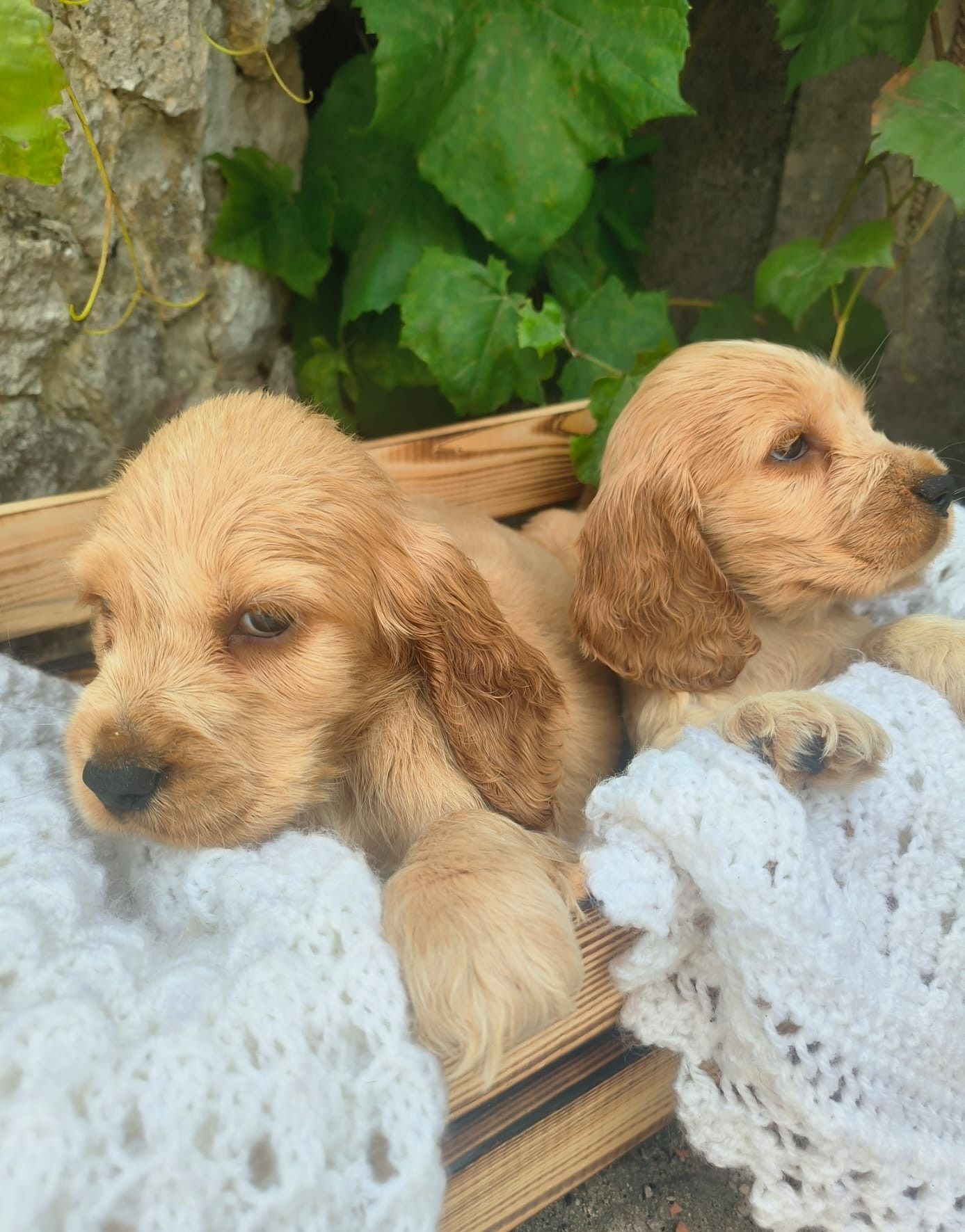 Cocker spaniel angielski pies suka szczeniak
