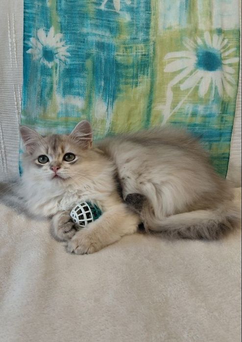 Шотландский котик голубой золотой ау11