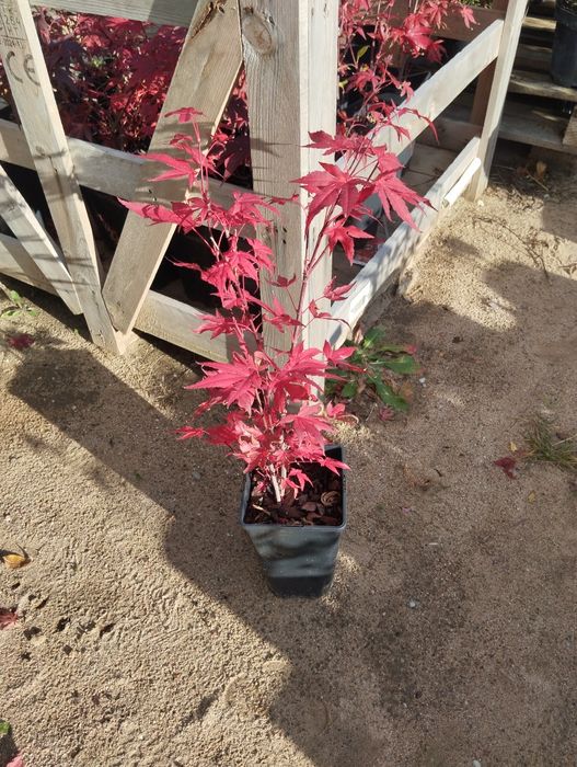 Klon palmowy soczysta czerwień