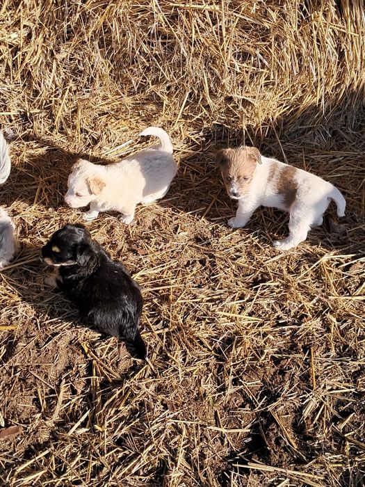 Oddam pieski w dobre ręce