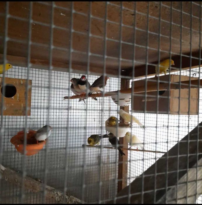 Canarios Lizard e mandarins gjgantes