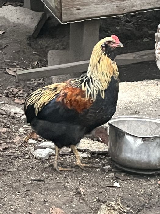 Koguty aracuany sprzedam