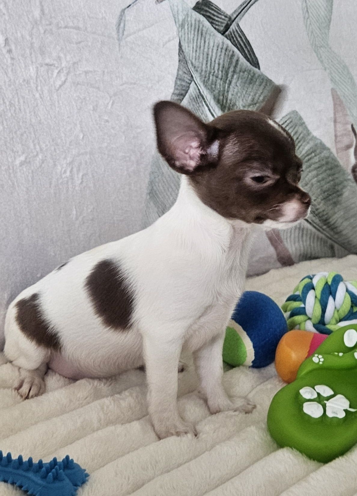 Chihuahua śliczna biało czekoladowa suczka gotowe do odbioru