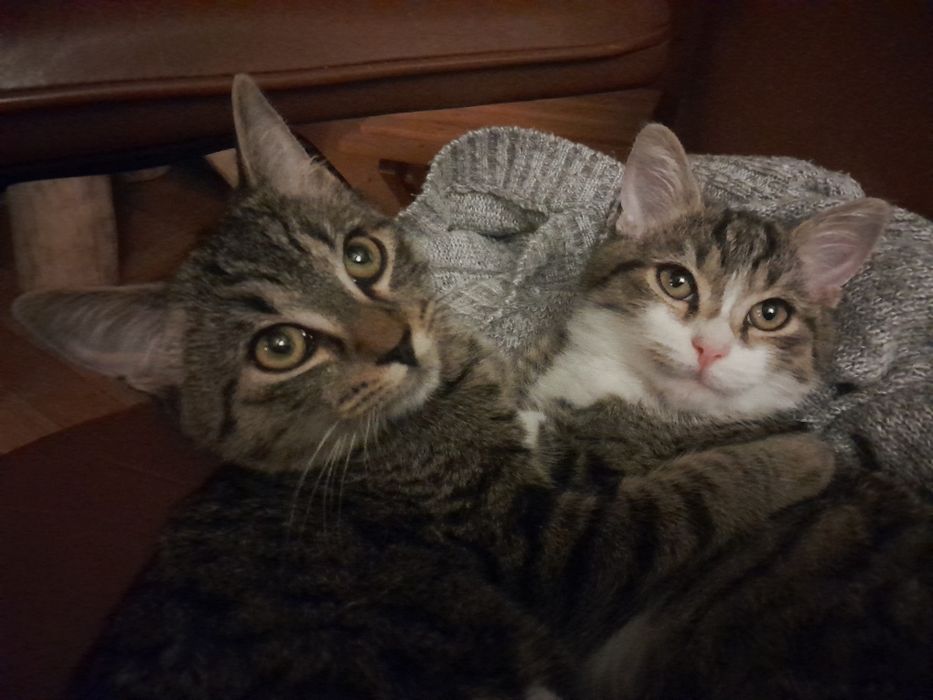 Dwa kocie podrostki szukają kochającego domu