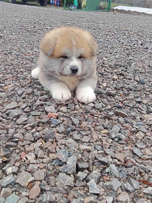 Piesek czerwony Akita Inu