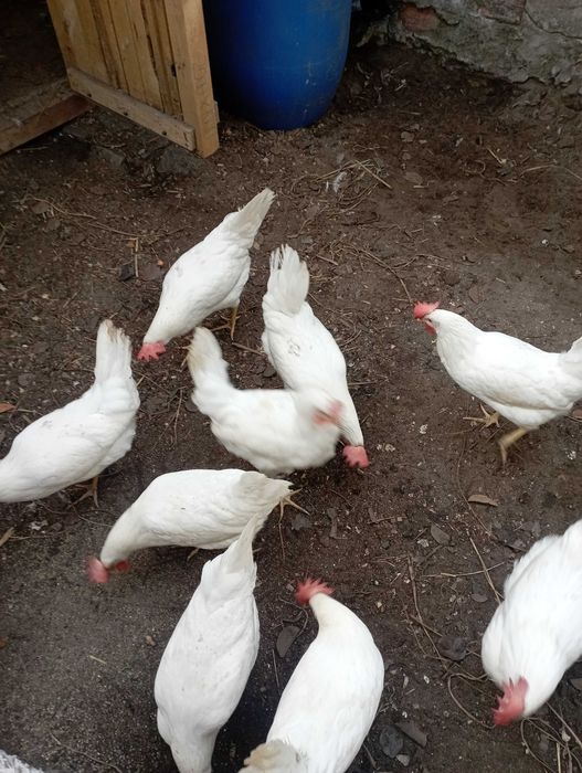 Ovos galados leghorn