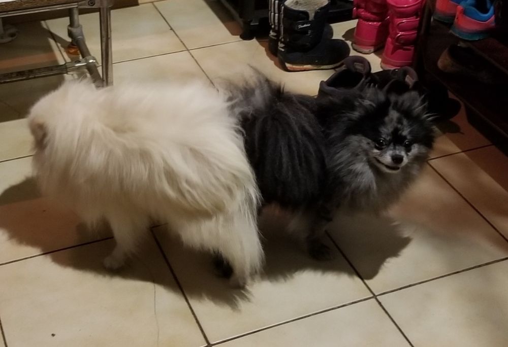 Белый мальчик померанский шпиц