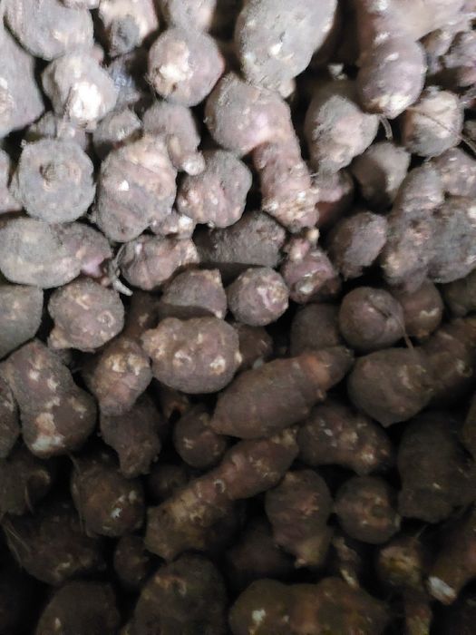 Topinambur do kiszenia 10kg