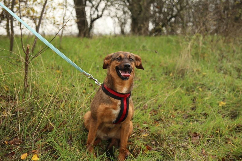 Отдам даром в добрые руки щенка
