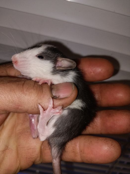 Крыски домашние ручные