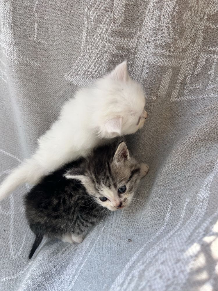 Віддам в хороші руки котиків безкоштовно