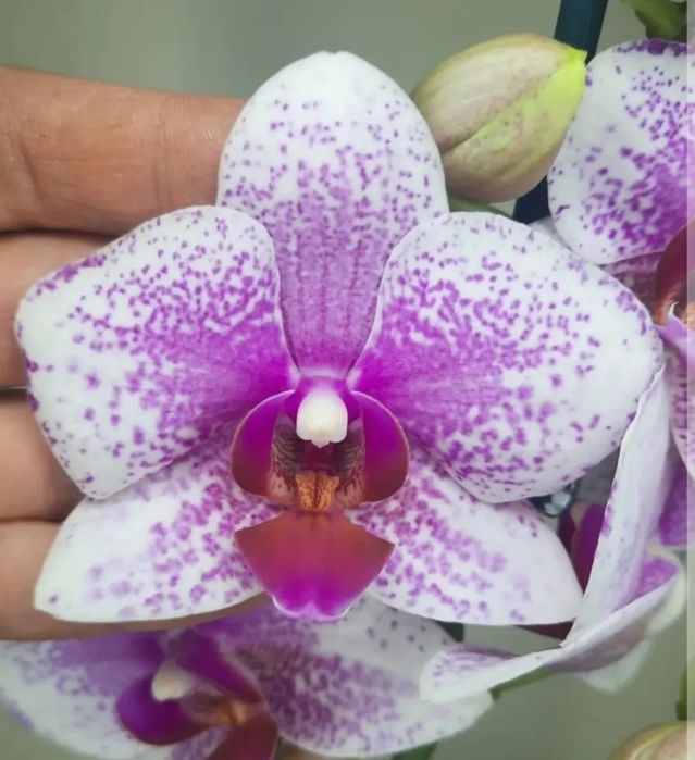 Орхидея фаленопсис Rotterdam Роттердам