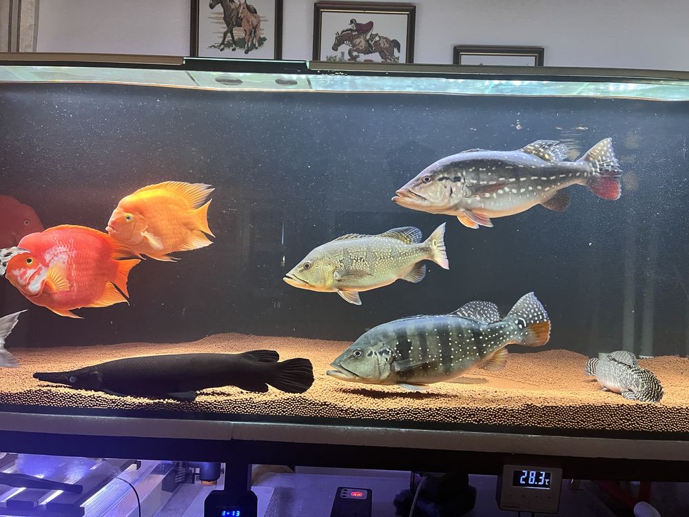 Cichla hibrida 40cm