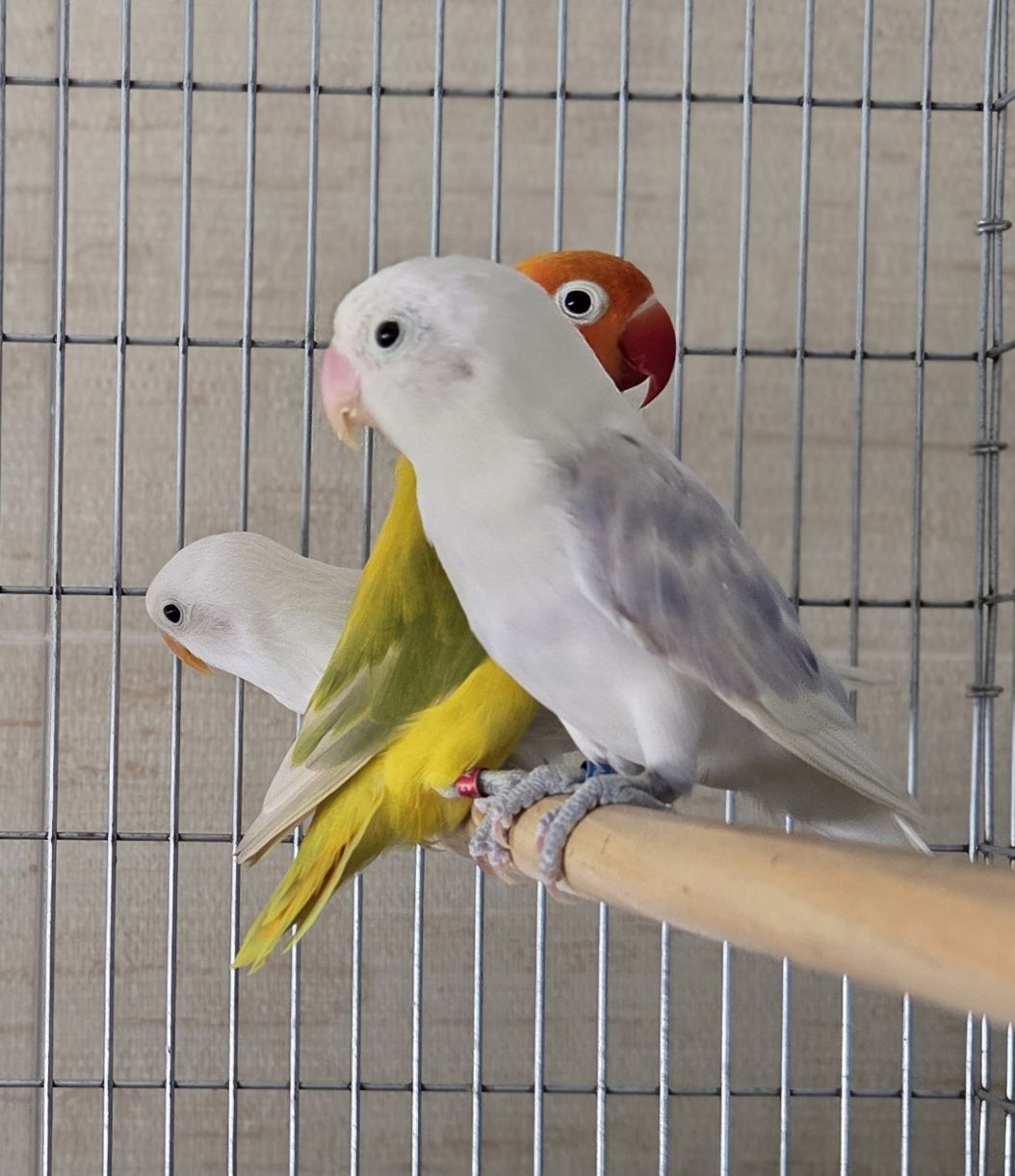 Agapornis Fischeris e Personatus