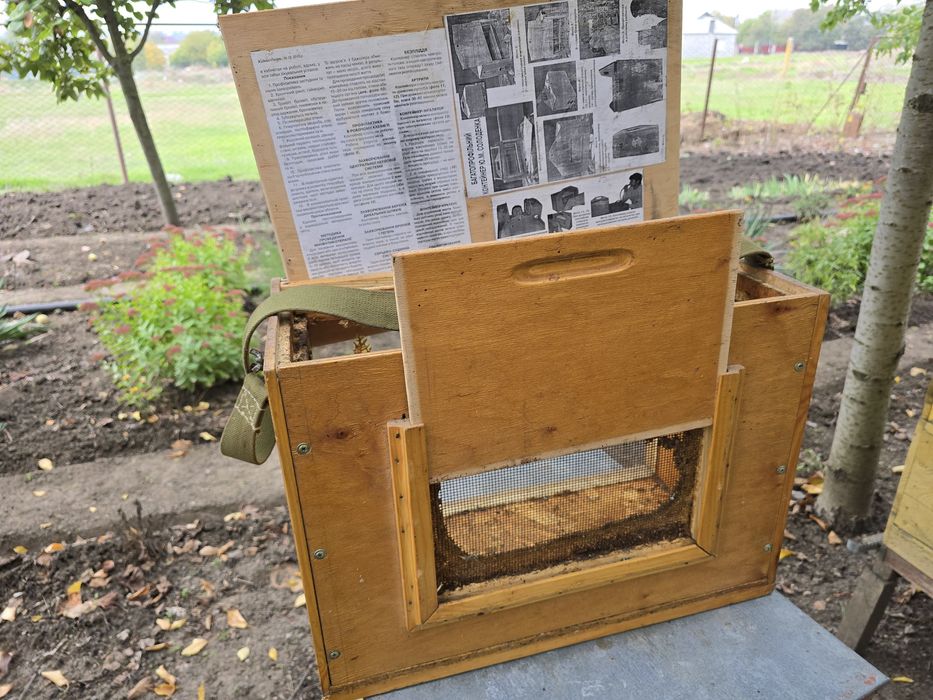 Улий наблюдательный, лечебный новый