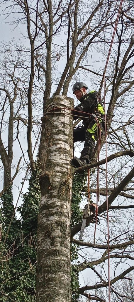 Najtaniej/szybka realizacja Arborystyka Wycinka Pielegnacja Drzew
