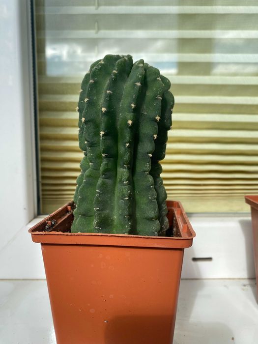 Чудові Кактуси! Квітнуть білими кватками!