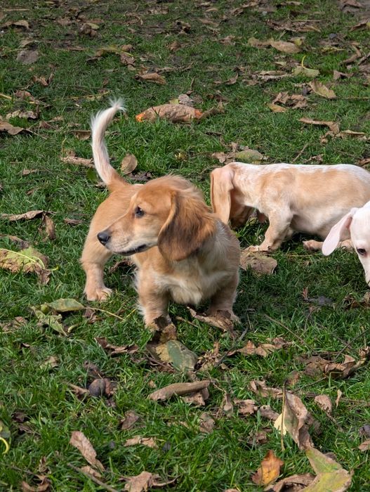 Дівчинка такса міні довгошерстна, Київ.